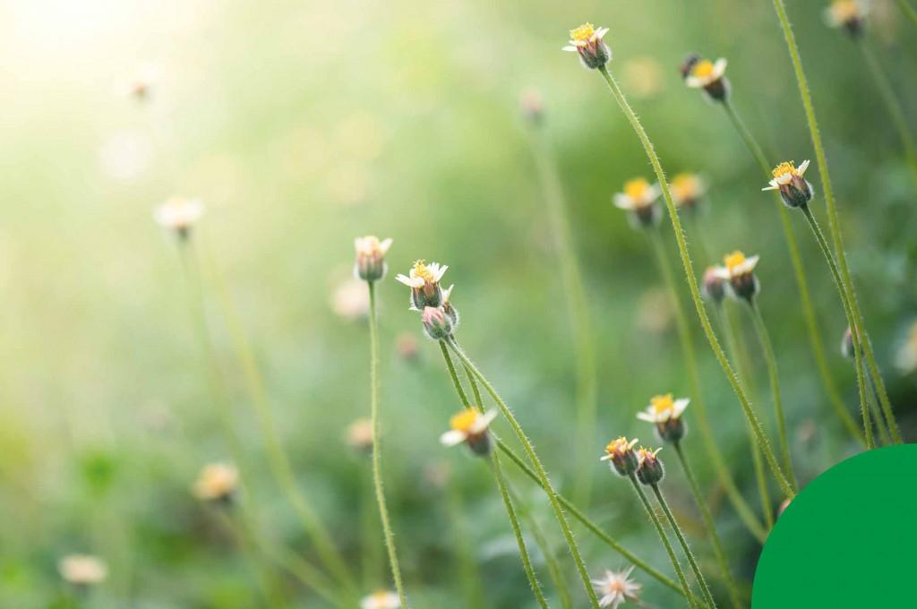 Alimentos orgânicos: nosso grão de areia para proteger o meio ambiente