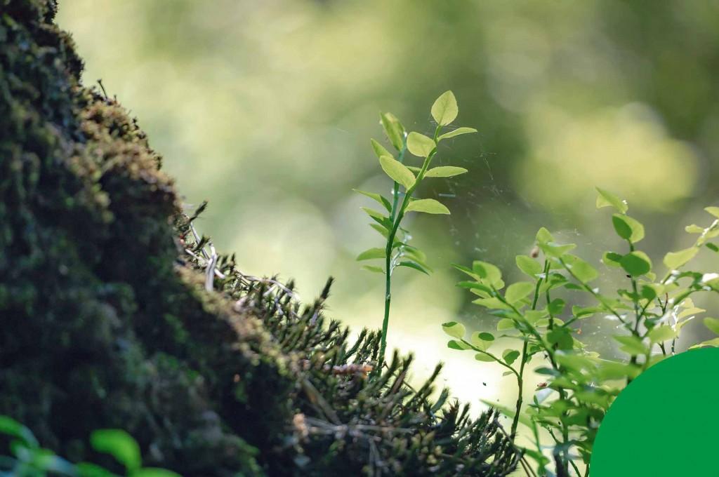 Prepare seu próprio kit natural com plantas medicinais do meio ambiente