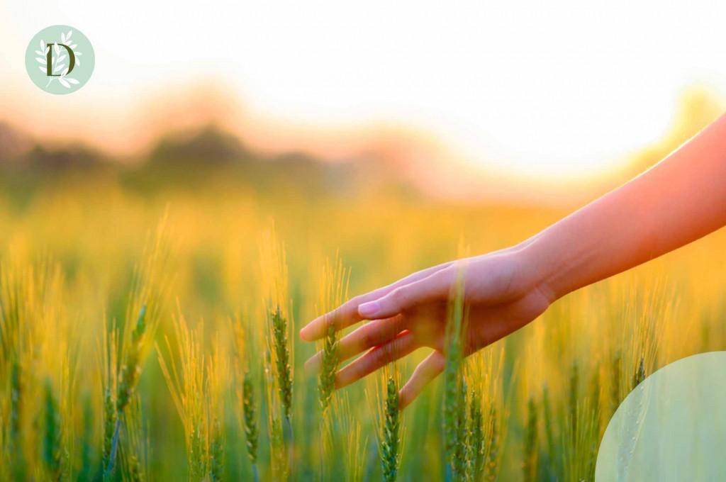 A natureza inspira-nos a renovar a nossa gama de suplementos alimentares