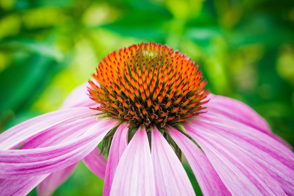 Inmunomoduladores: El mejor ingrediente para no enfermar durante las fiestas