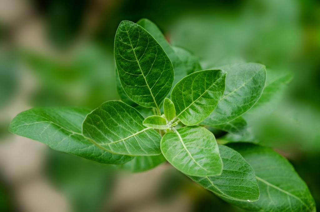 Ashwagandha: el secreto milenario que conquista el mundo del bienestar