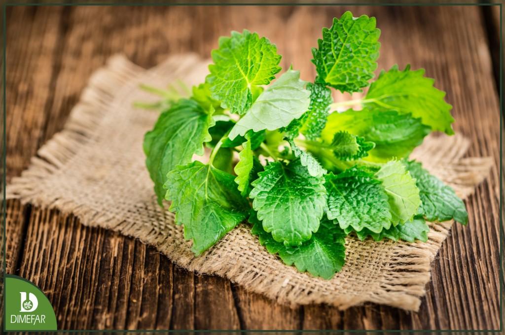 4 beneficios de la melisa