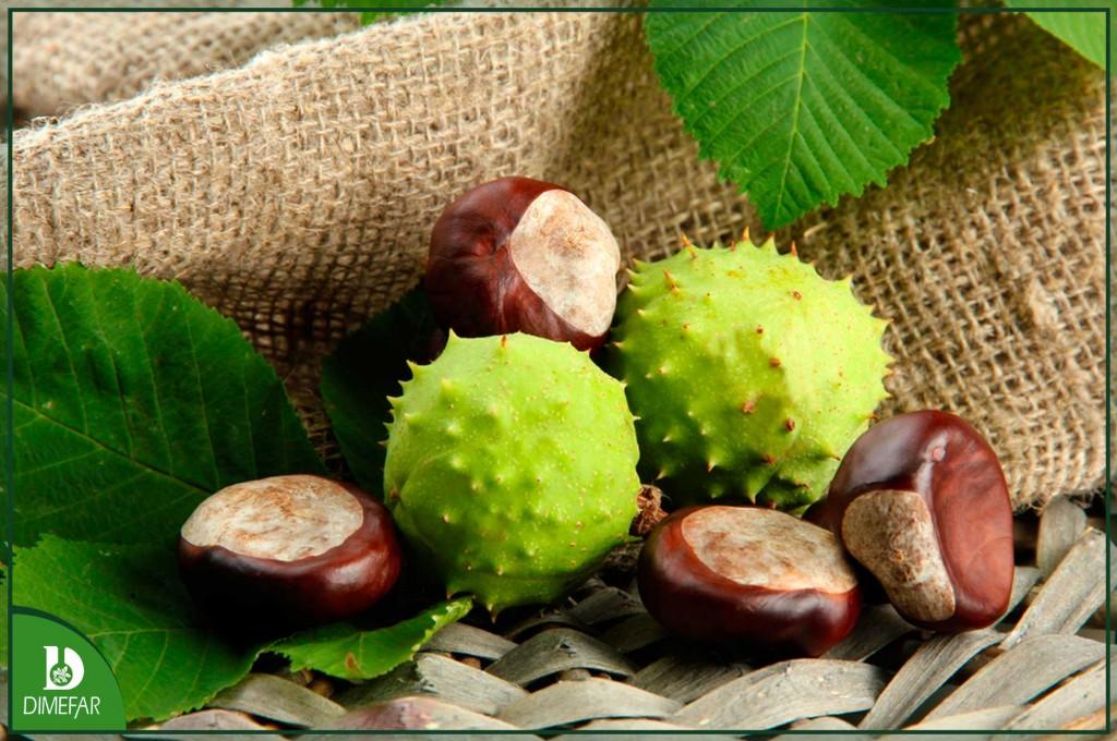 El castaño de indias, un aliado contra las piernas cansadas