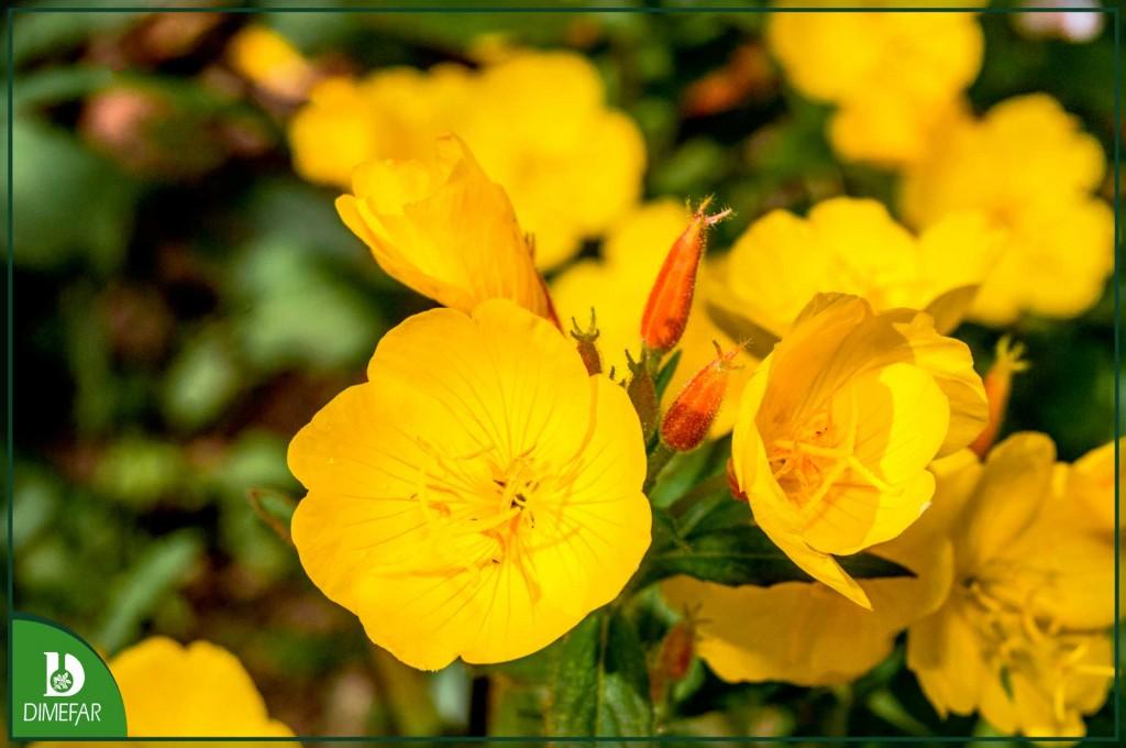 Onagra y borraja: dos plantas que te ayudarán a mantener la piel joven